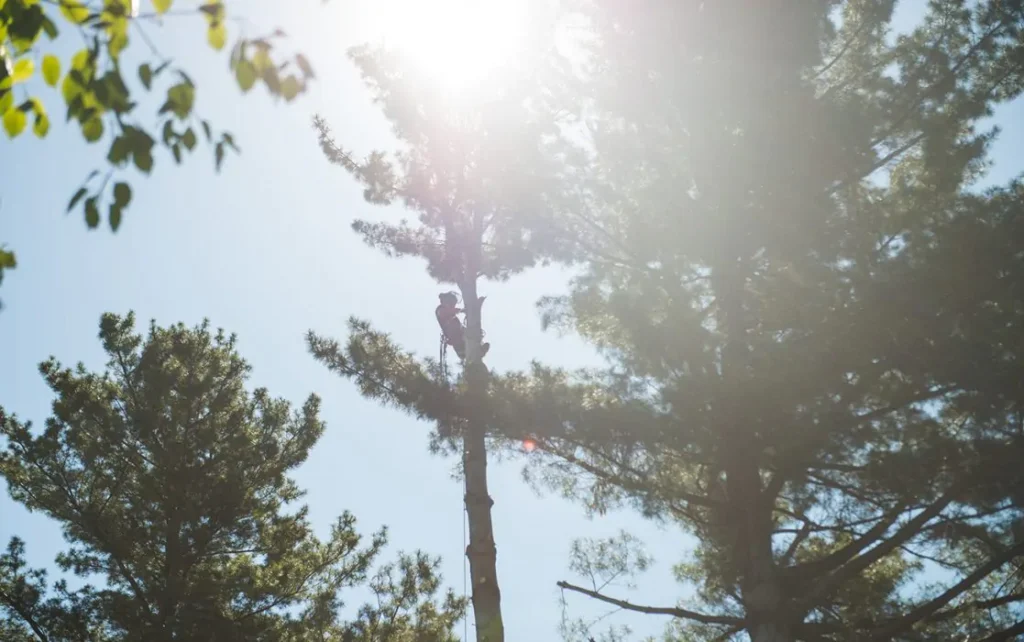 elagueur dans larbre 1117x700
